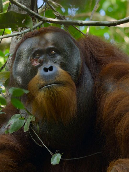 La Vie Secrète des Orangs-Outans : Affiche