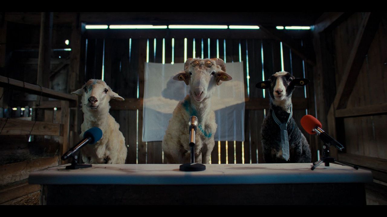 Sheep : Photo