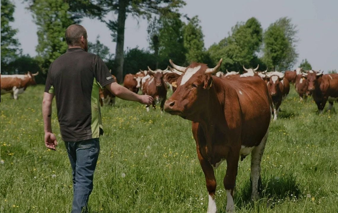 Rustiques, portraits de vaches résistantes : Photo