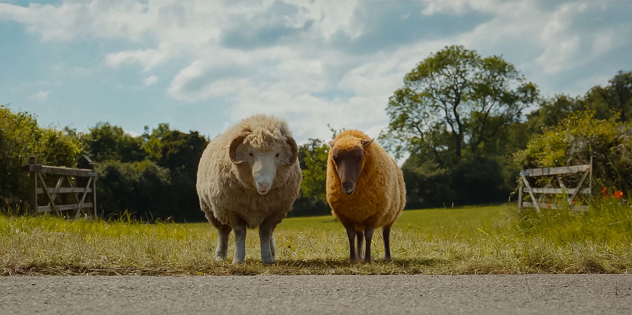 Les Moutons Détectives : Photo
