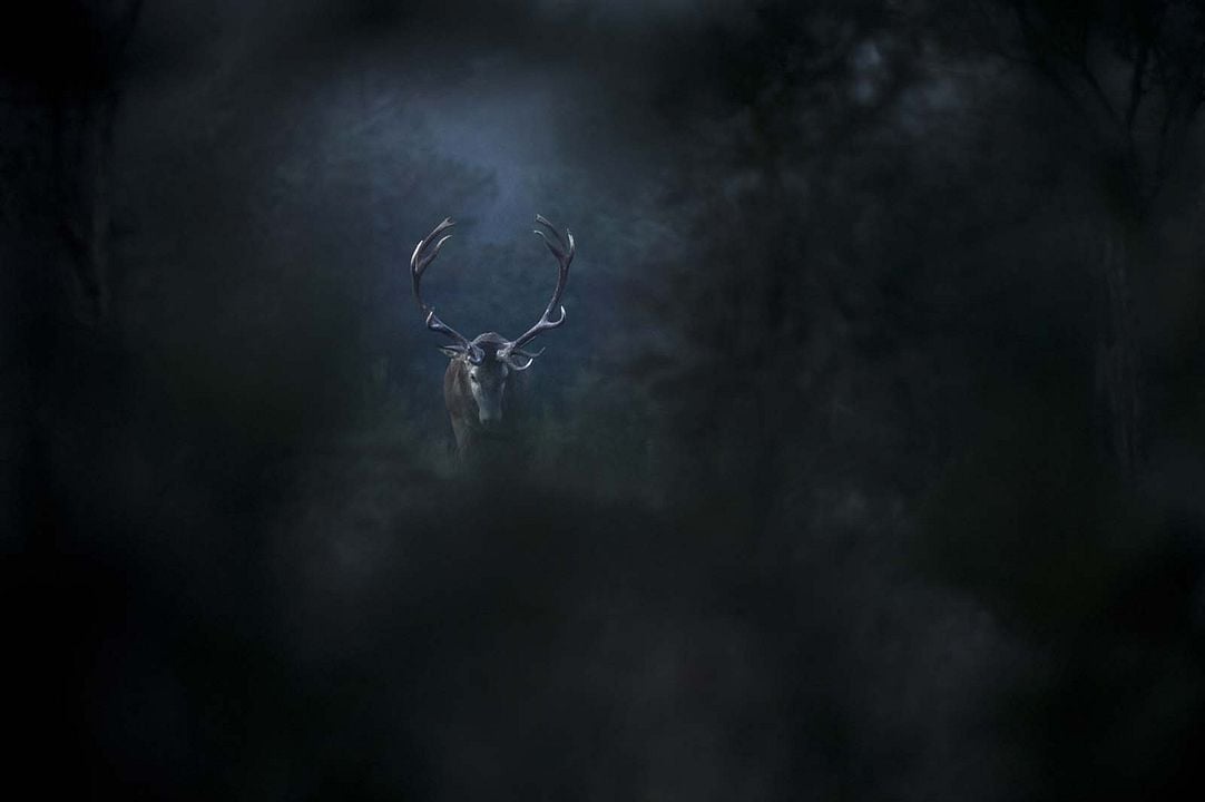 Le Chant des forêts : Photo