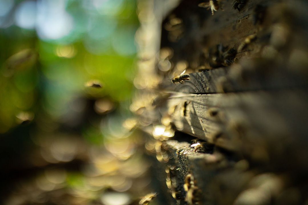 Les Secrets des abeilles  : Photo