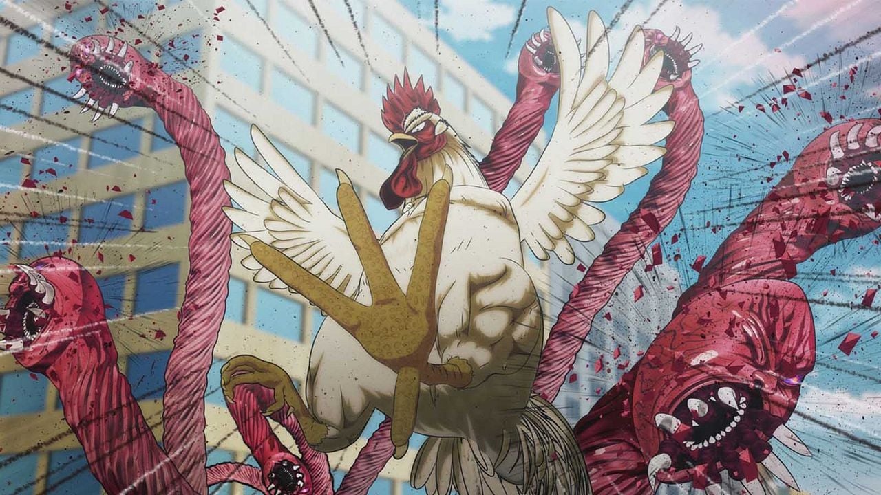 Rooster Fighter : Photo