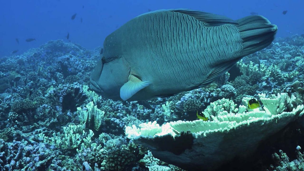 Titouan, les enfants du corail : Photo