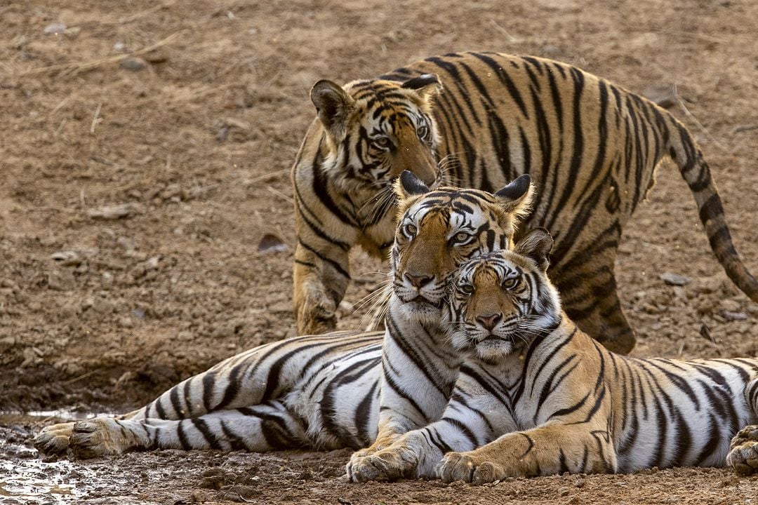 Tigres : Photo