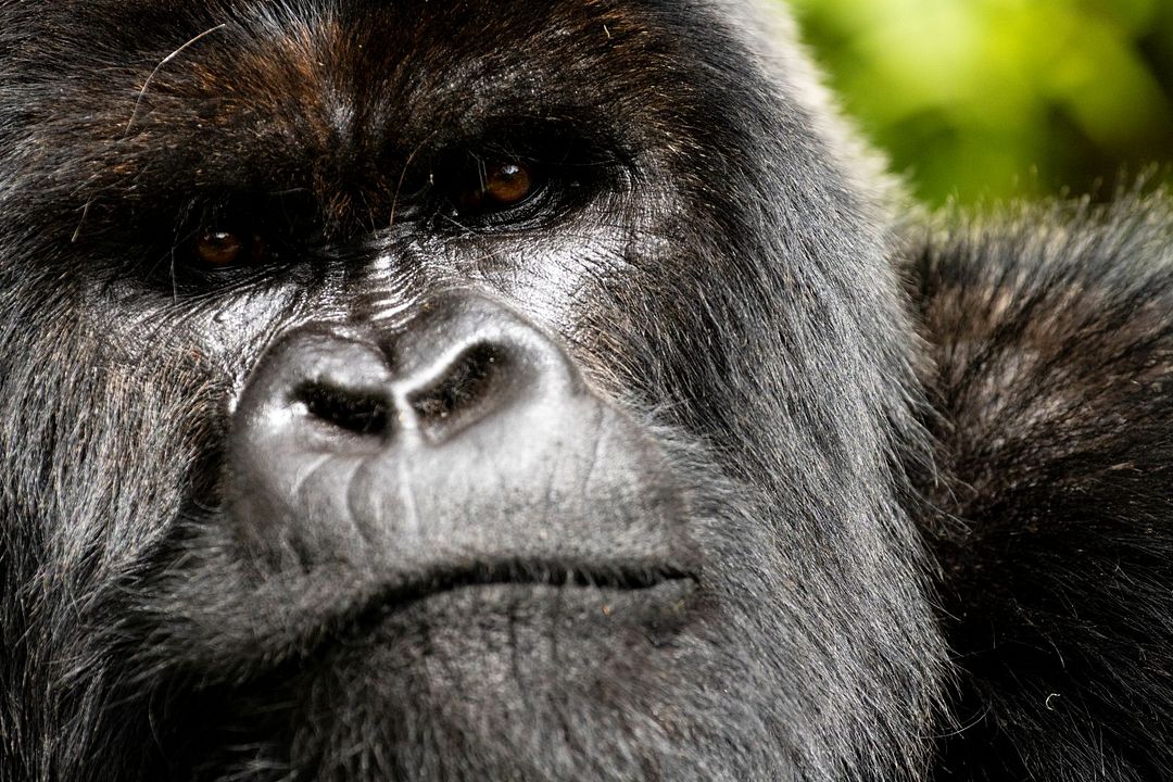 Une histoire de gorilles avec David Attenborough : Photo