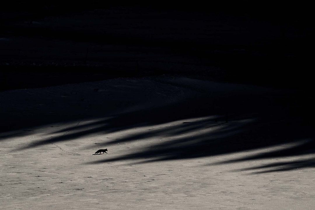 Le Chant des forêts : Photo