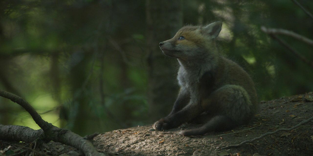 Le Temps des animaux : Photo