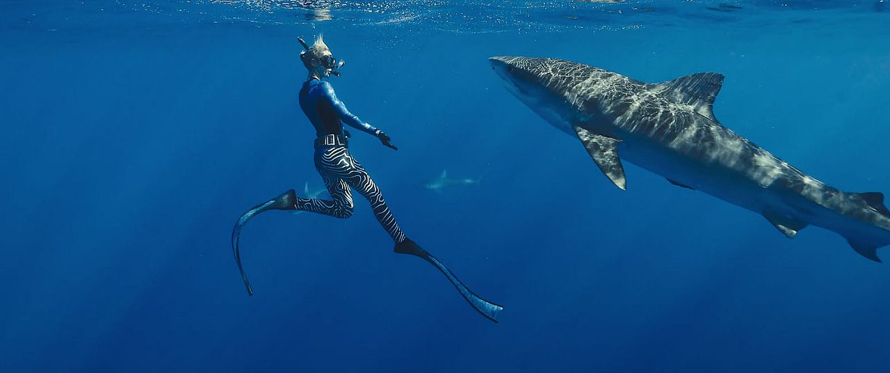 En paix avec les requins : Photo
