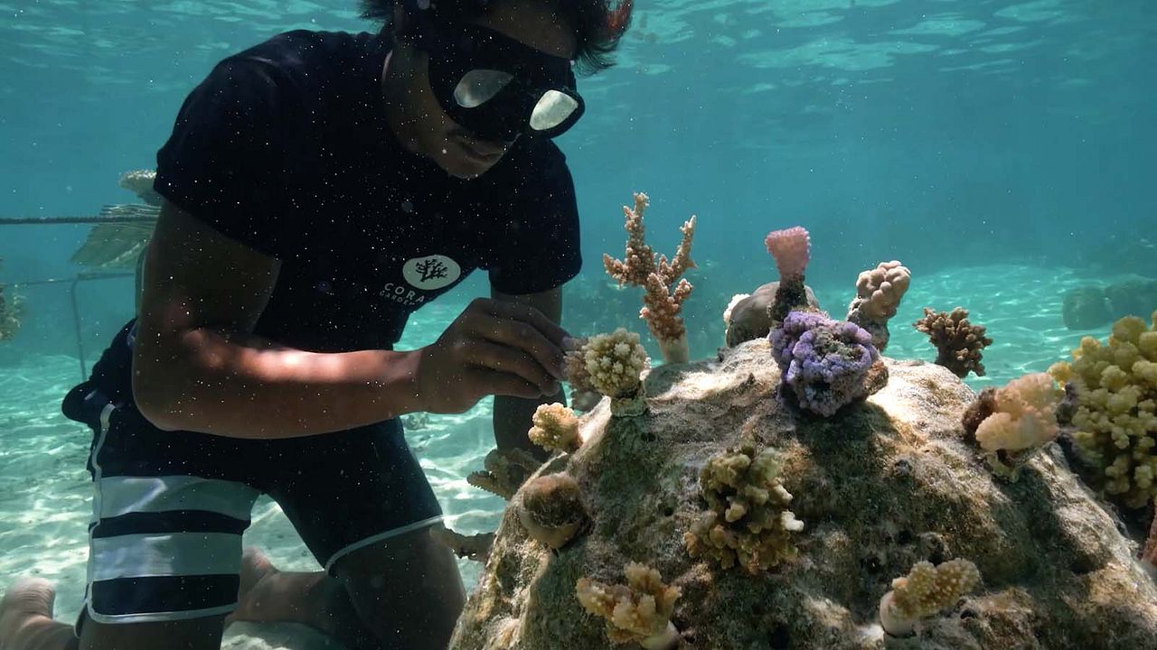 Titouan, les enfants du corail : Photo