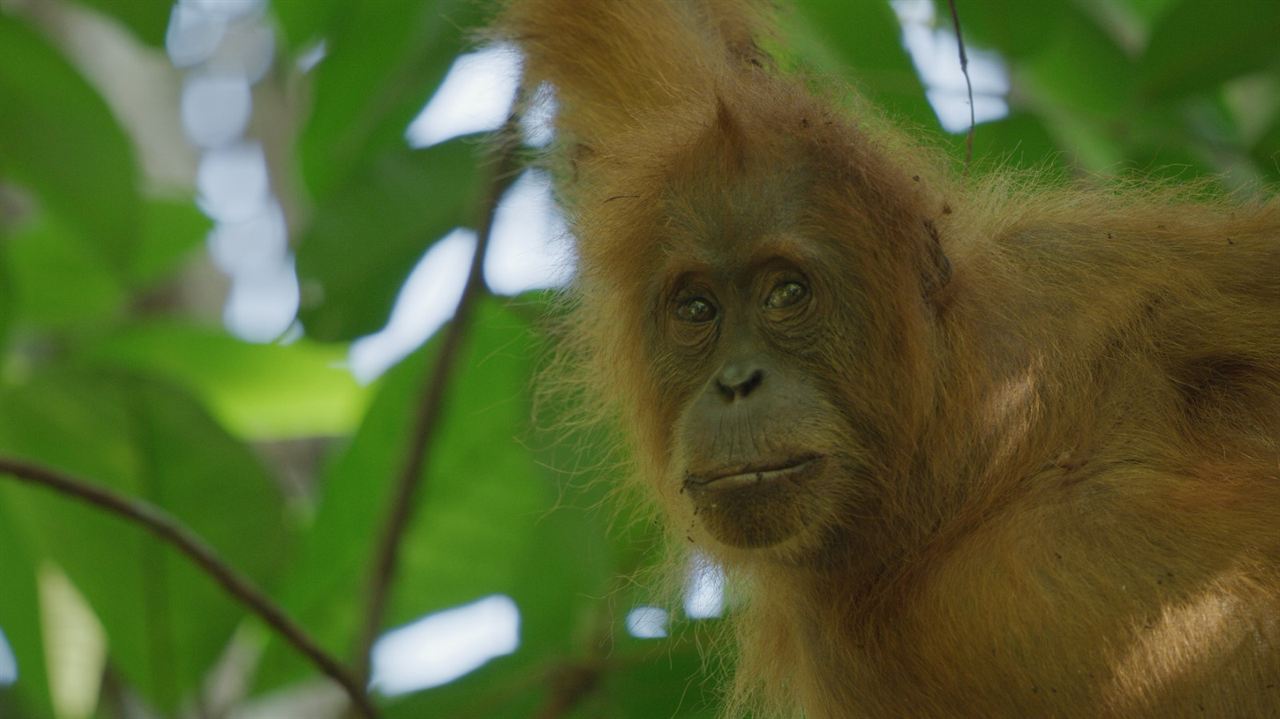 La Vie Secrète des Orangs-Outans : Photo