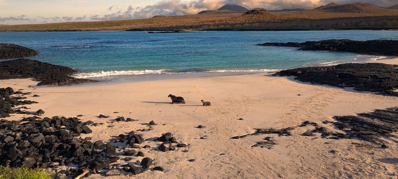 Otaries des Galápagos : Photo