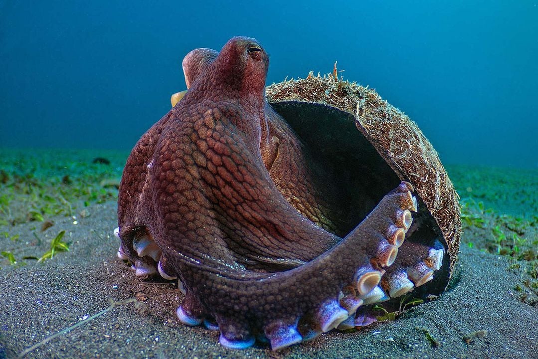 La Vie secrète des animaux : Photo