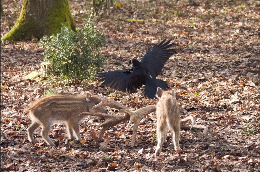 Bambi, L’histoire d’une vie dans les bois : Photo