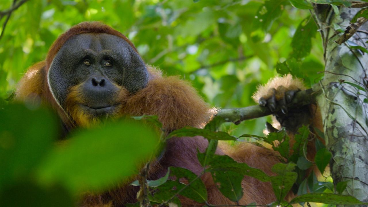 La Vie Secrète des Orangs-Outans : Photo