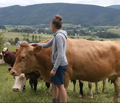 Rustiques, portraits de vaches résistantes : Photo