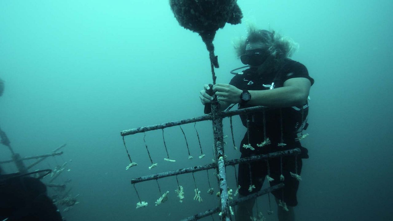 Titouan, les enfants du corail : Photo