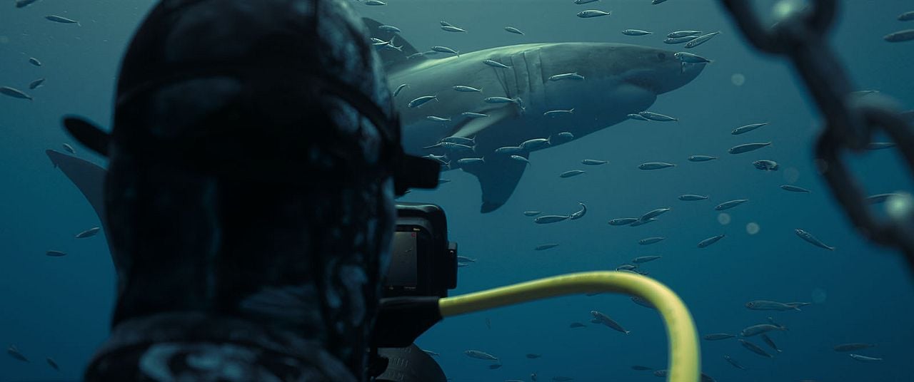 En paix avec les requins : Photo