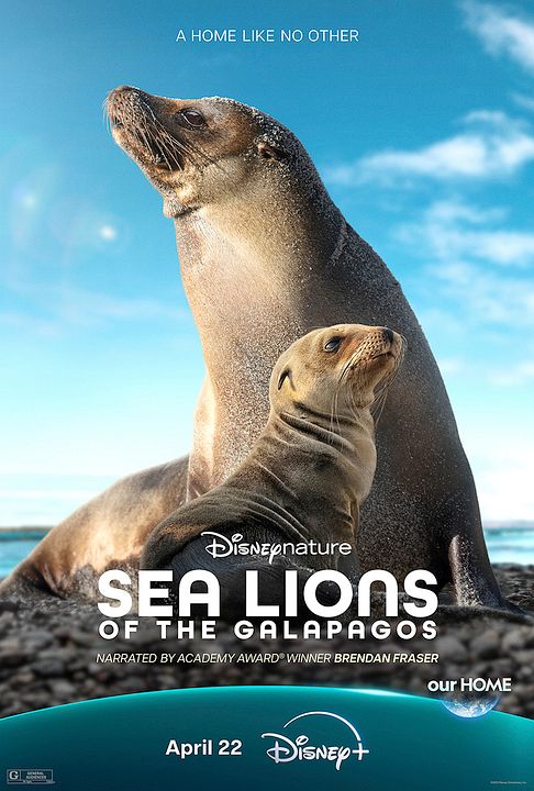 Otaries des Galápagos : Affiche