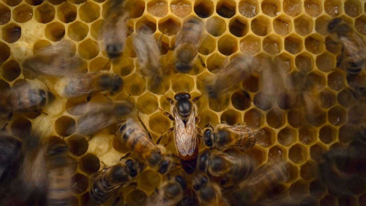 Les Secrets des abeilles  : Photo