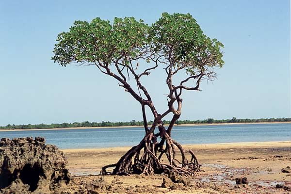 Arbres : Photo
