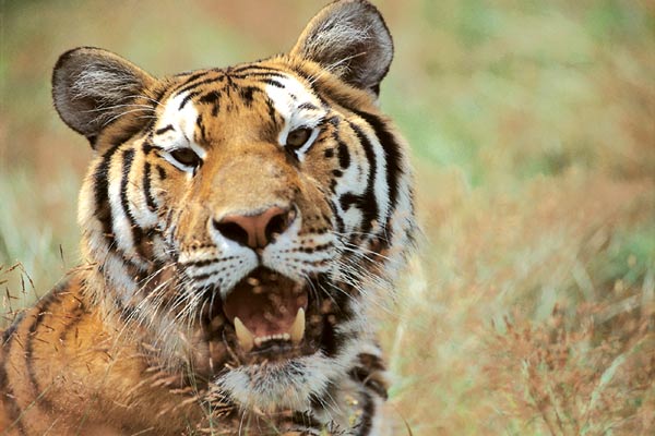 L'Inde, royaume du tigre : Photo Bruce Neibaur
