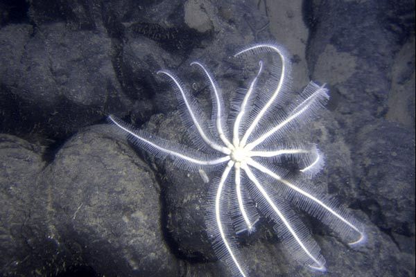 Aliens of the Deep : Photo