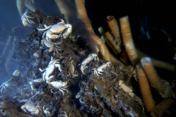 Aliens of the Deep : Photo