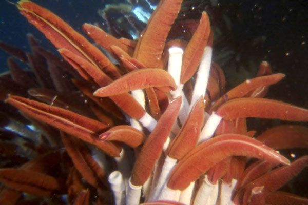 Aliens of the Deep : Photo