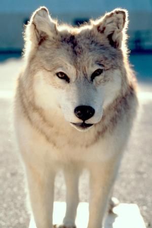 Wolf Lake : Photo