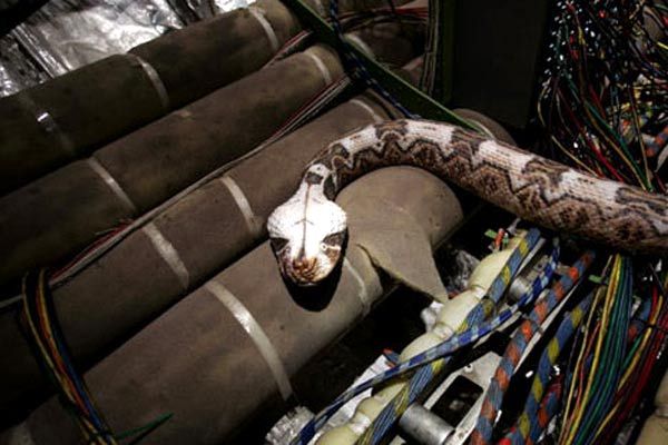 Des serpents dans l'avion : Photo