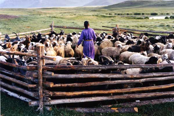 Le chien jaune de Mongolie : Photo Byambasuren Davaa