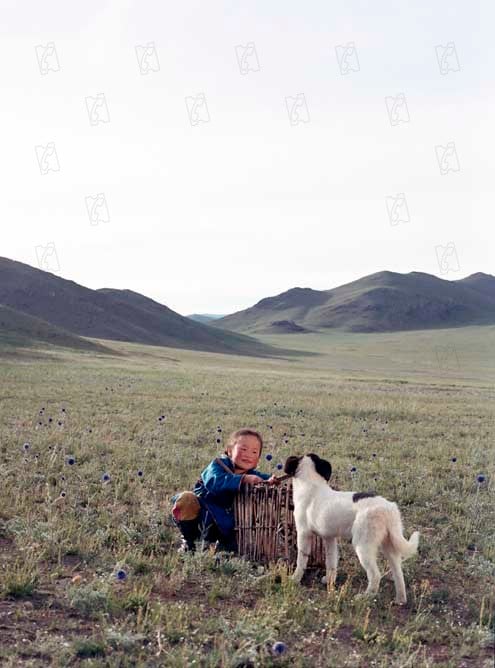Le chien jaune de Mongolie : Photo Byambasuren Davaa
