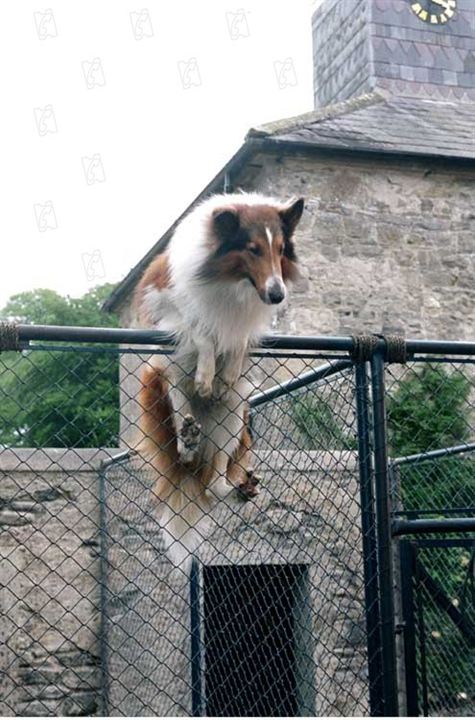 Lassie : Photo Charles Sturridge
