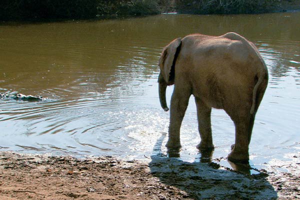 La Balade des éléphants : Photo Mario Andreacchio