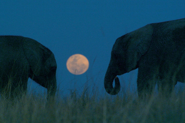 La Balade des éléphants : Photo Mario Andreacchio