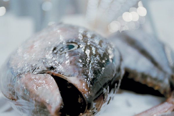 We Feed the World - le marché de la faim : Photo Erwin Wagenhofer