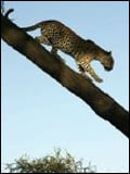 L'Oeil du léopard : Affiche