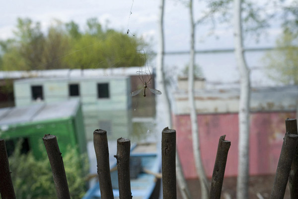 Problème de moustiques et autres histoires : Photo Andreï M. Paounov