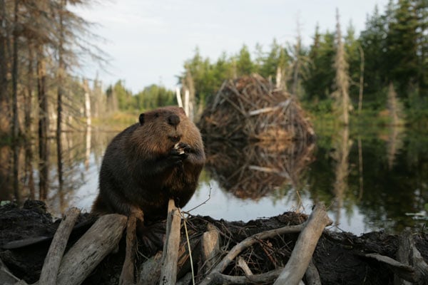 Mèche Blanche, les aventures du petit castor : Photo Philippe Calderon