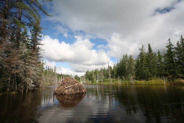 Mèche Blanche, les aventures du petit castor : Photo Philippe Calderon