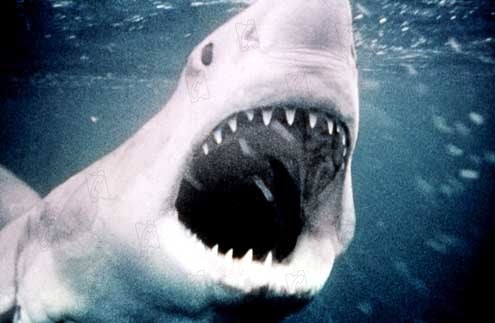 Les Dents de la Mer : Photo Steven Spielberg