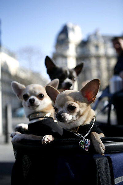 Le Chihuahua de Beverly Hills : Photo Raja Gosnell