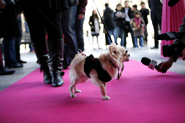 Le Chihuahua de Beverly Hills : Photo Raja Gosnell