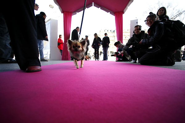 Le Chihuahua de Beverly Hills : Photo Raja Gosnell