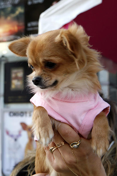 Le Chihuahua de Beverly Hills : Photo Raja Gosnell