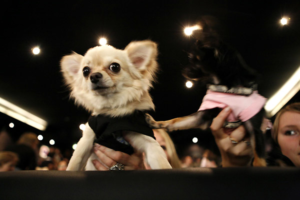 Le Chihuahua de Beverly Hills : Photo Raja Gosnell