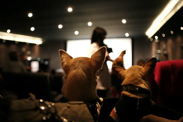 Le Chihuahua de Beverly Hills : Photo Raja Gosnell