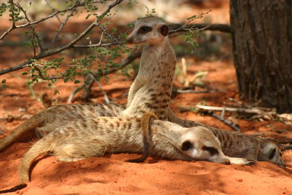 La Famille Suricate : Photo