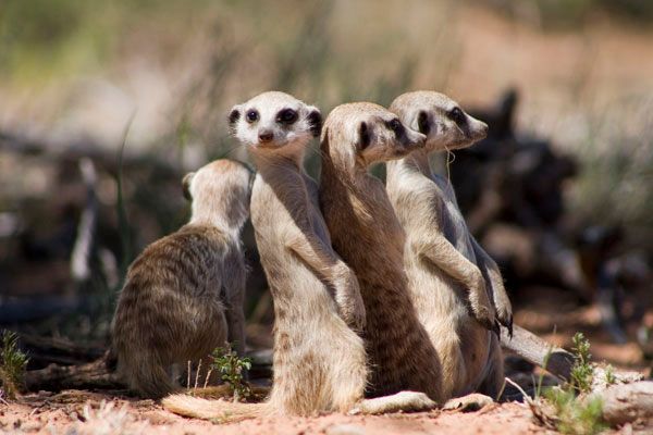 La Famille Suricate : Photo